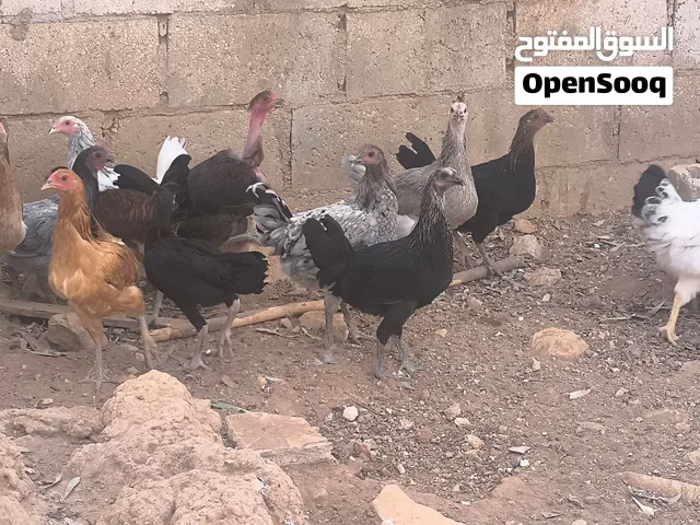 دجاج بلدي للبيع