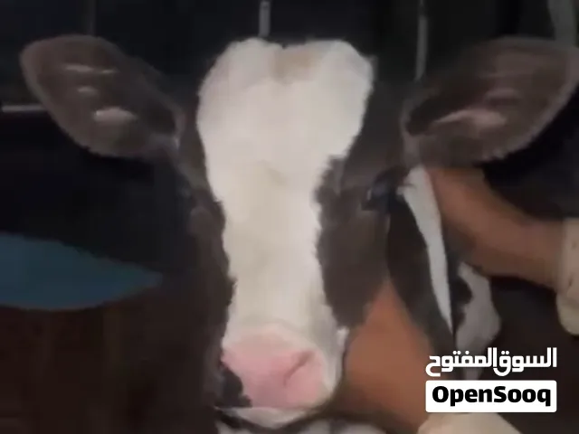 عجله وعجل موجودات بالقسطل طريق المطار