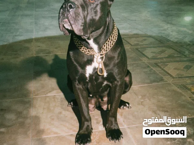 انتئ كيني كورس