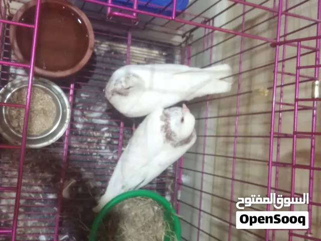 صحتهم وايد زينه