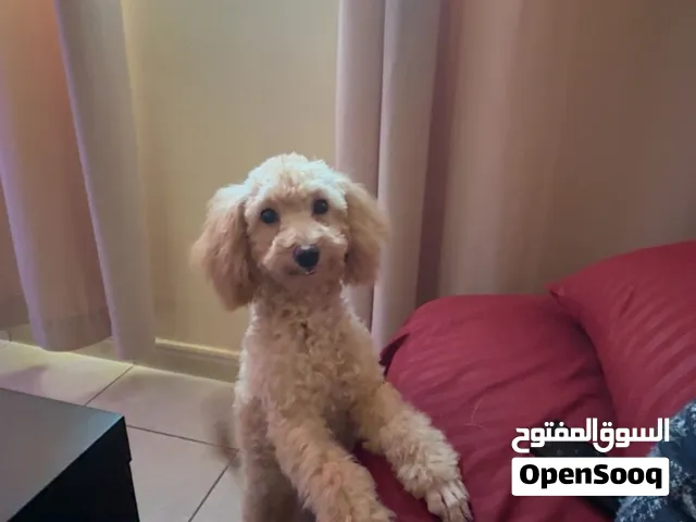 انثى توي بودل اربع شهور ونص 4500