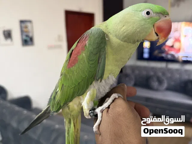 Alexandrian parrot