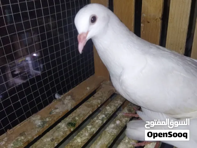 حمام بلدي ابيض