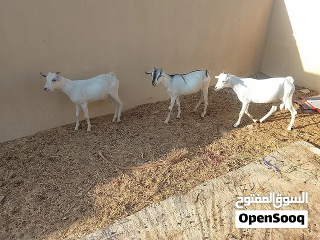 حلال عمان الخير