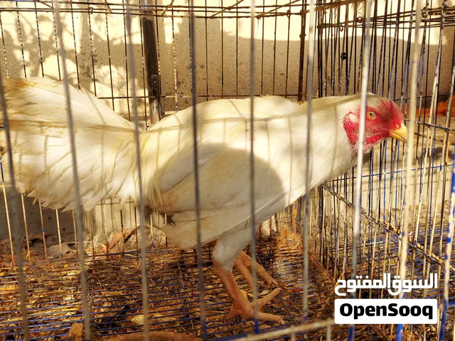دجاج هندي ابيض