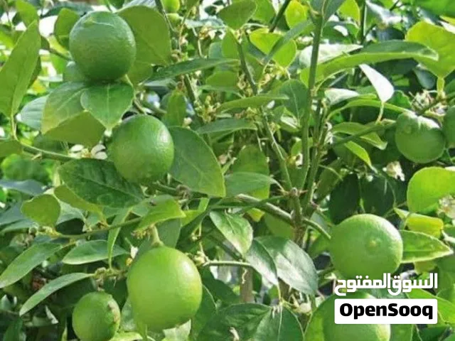 شتلات ليمون ابن زهير ترقيد