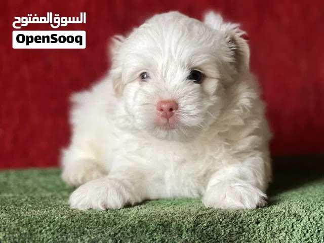 Havanese puppy