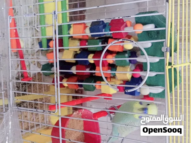 متاح طير حب متكلم اليف طينة