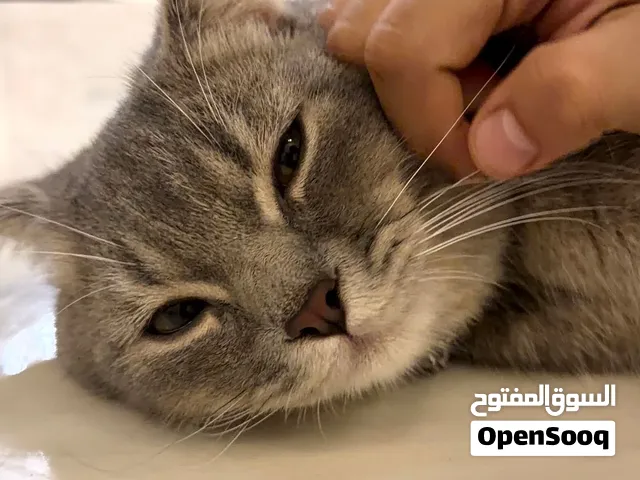 قط لل البيع اليف