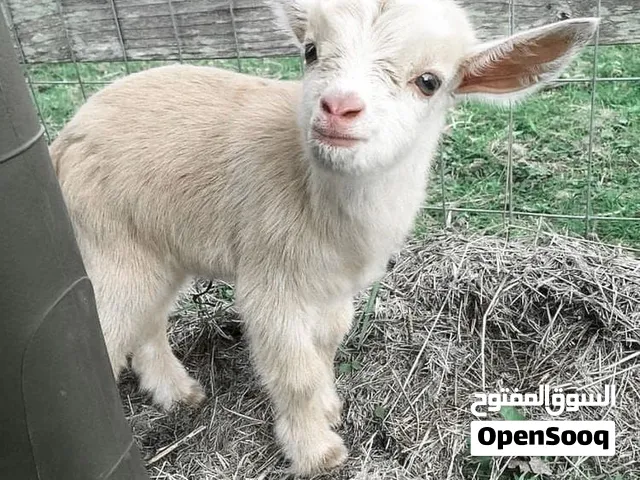 ماعز قزمي بلجيكي عمر اسبوع للبيع