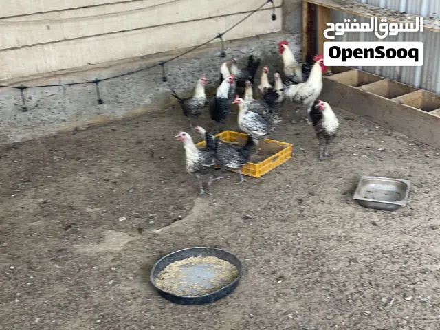 دجاج فيومي