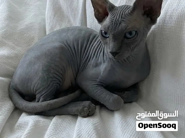 قط فرعوني (سبينكس )للبيع