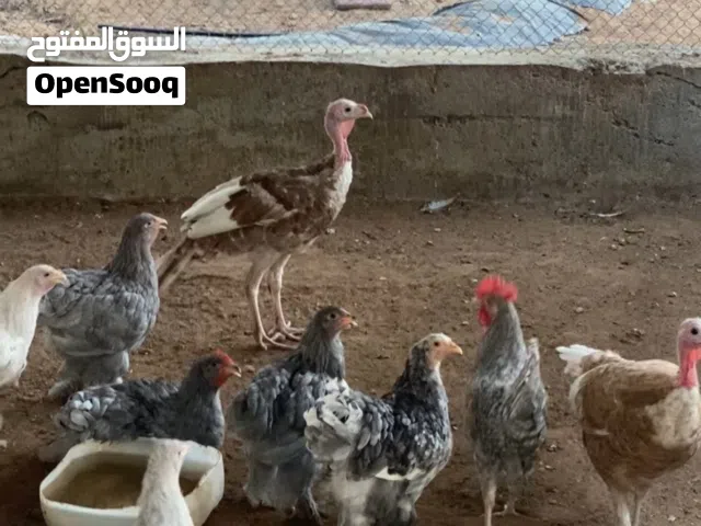 دجاج رومي ودجاج براهما زينة