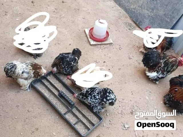دجاج استرالي