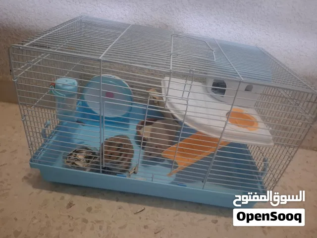 همستر روسي نظيف واليف للبيع بسعر مغري عدد 2 مع قفص كبير