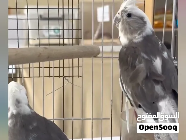 للبيع وايت فيس كوكتيل عددا 5