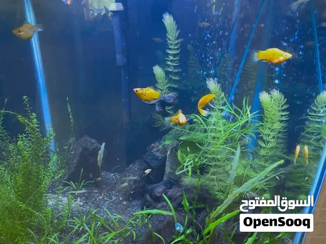 حوض سمك مع كل ملحقاته للبيع Tank for sale with all accessories.