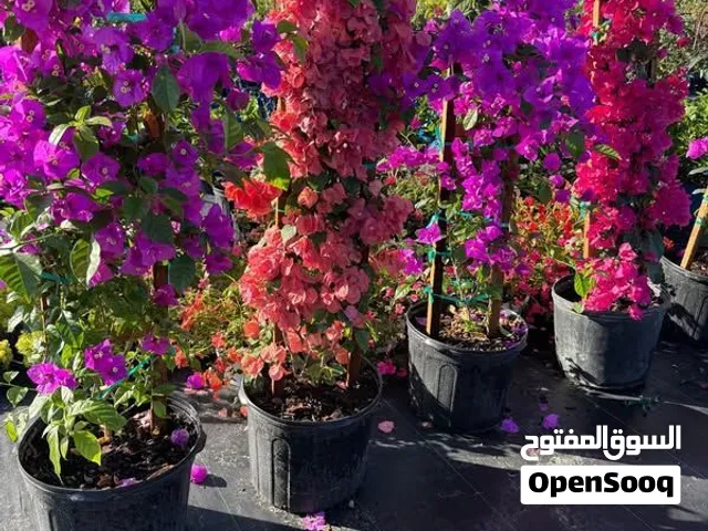 plants sell