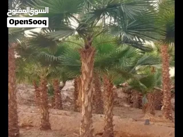 نخيل للبيع جميع المقاسات