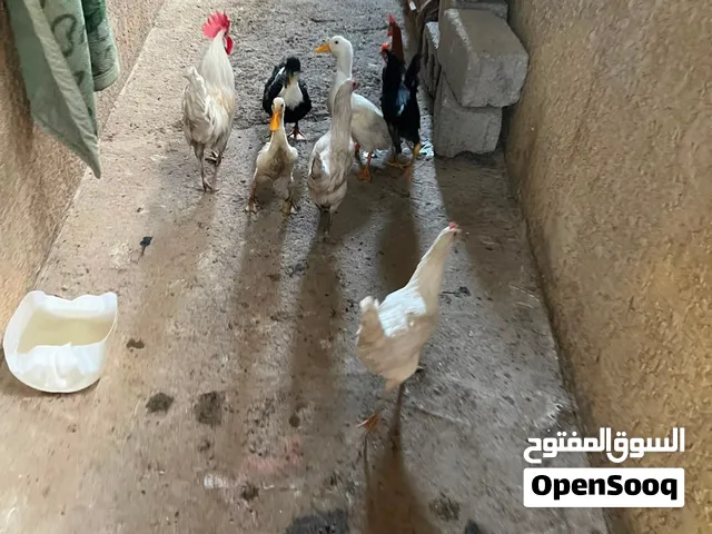 طيور  ودجاج