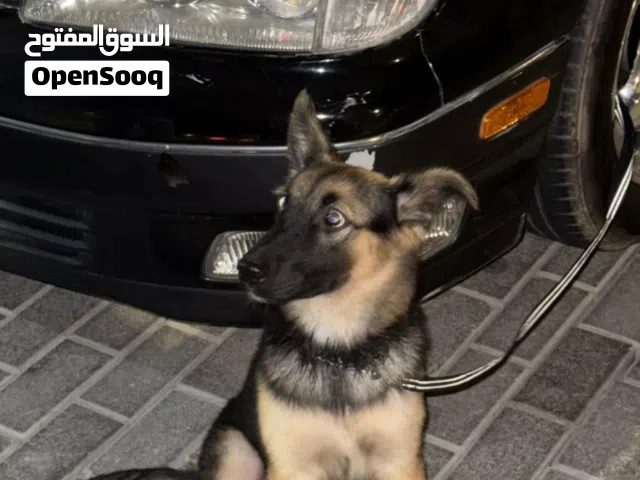 جيرمن هاسكي german husky mix