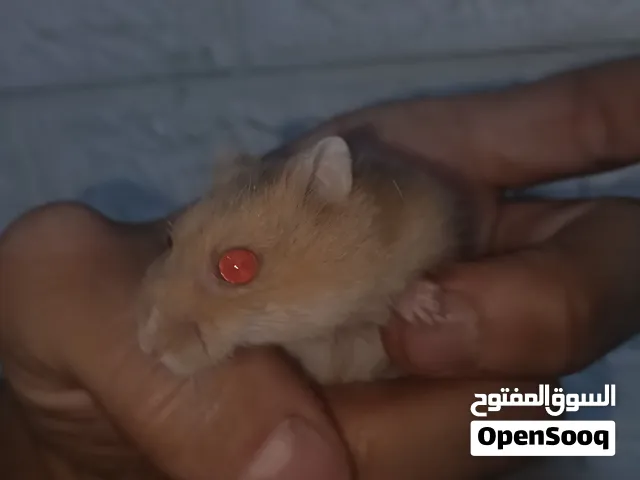 زوج هامستر روسي اعيون حمر اليفات كلش طينه سعر 30 مكاني عويسيان