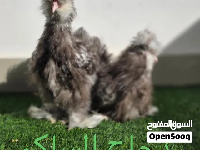 دجاج سيلكي للبيع – هادئ ولطيف ومناسب للتربية المنزلية