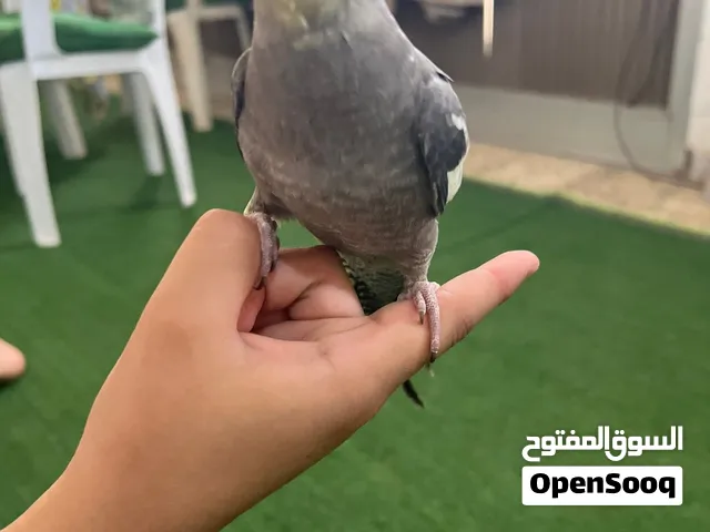 عصفور كوكتيل مروض حبشي العصفور لا قوة إلا بالله العصفور مروض من قبل لا يفتح عيونه ترويضه صح الصح
