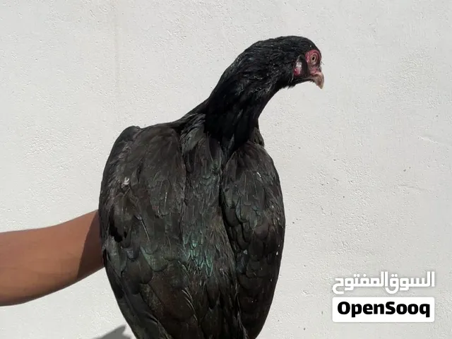 ديك و دجاجه للبدل ب طير
