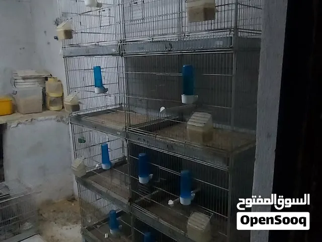 اقفاص طيور شغل محلات