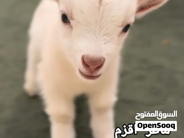 ماعز قزمي للبيع