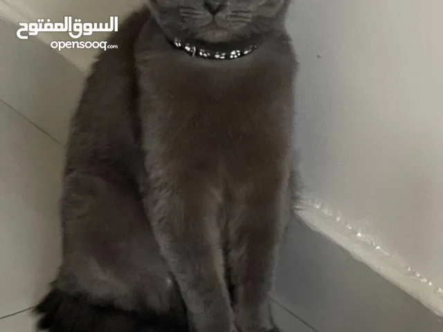 للتزاوج وليس للبيع ( اقرا الوصف فالاسفل للتفاصيل )