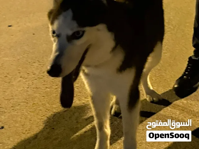 Female Serbian husky