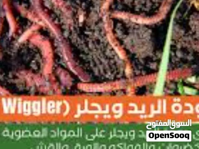 دودة سماد الكانبوست