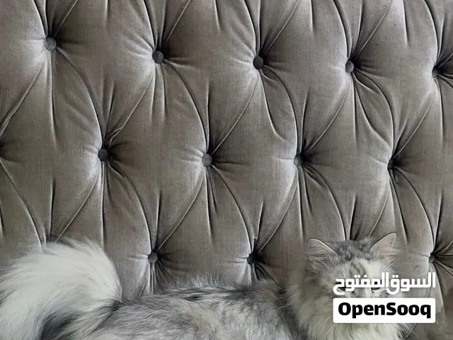 قط لطيف فضي وابيض للبيع ب50