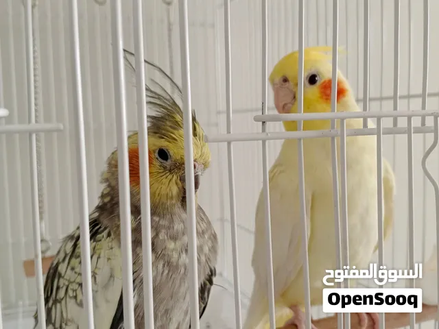 عصافير كوكتيل
