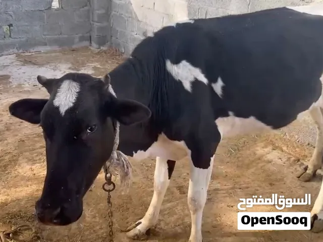 ماشاءالله للبيع بقره ظفاريه صغيره السن الله اعلم إذا عشار  سعر  البقره ب 350 وقابل للتفاوض