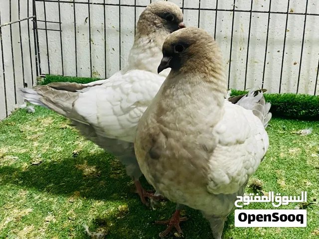 طرفين مينيات