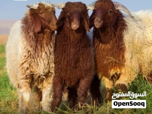 قصاب لجميع انحاء الكويت