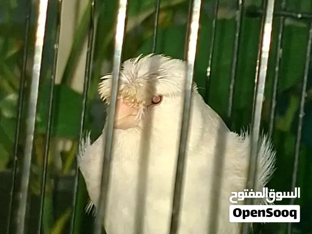 كناري مميز جداً وعيون حمر ابيض متنحي وكناري اوربي متوفر