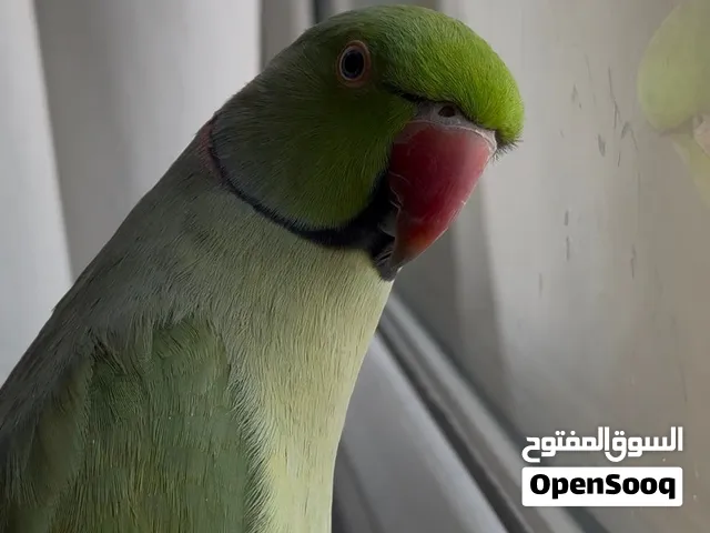 دره عندي اليف