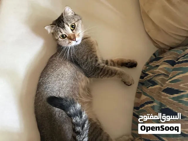 انثى سكوتيش فولد للتبني (مجاناً) - العين