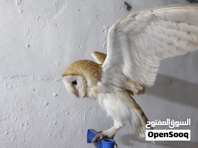 بومه وجه القلب للبيع قرائه الوصف مهم