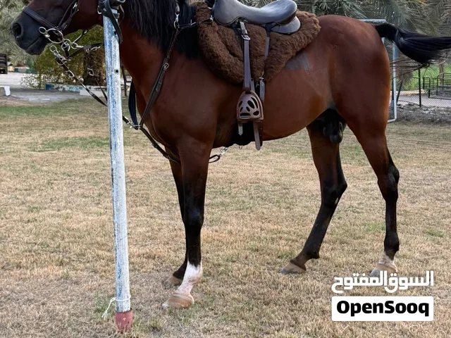 خيل عربي فحل