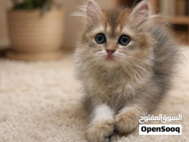 كتن انثى سكوتش فولد مكس ستريت