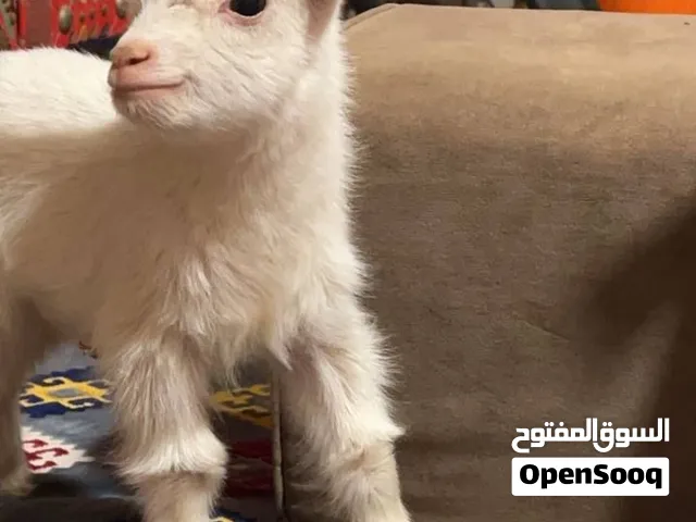 ماعز قزمي العمر :15 يوم