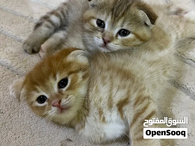 كتن للبيع عدد 2 شرط مع بعض