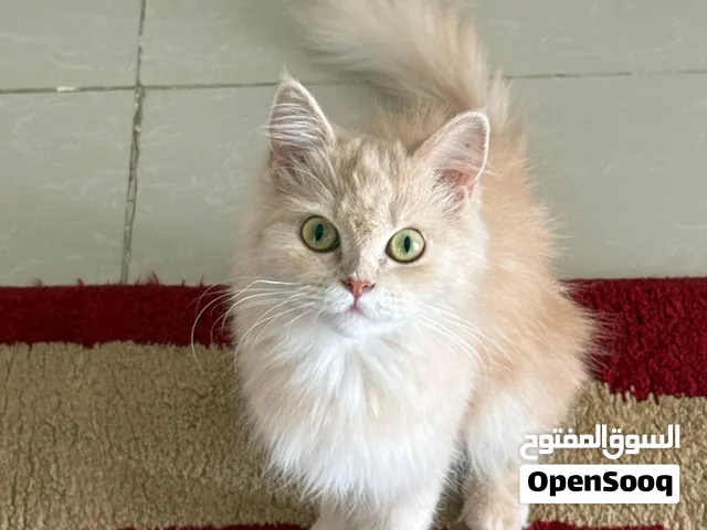 قطط للتبني