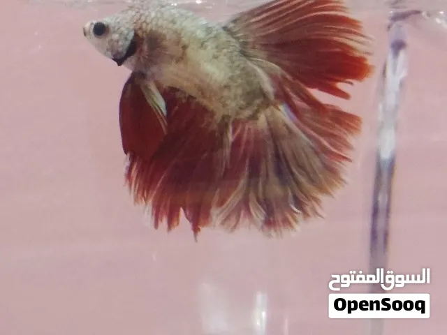 سمك الفايتر