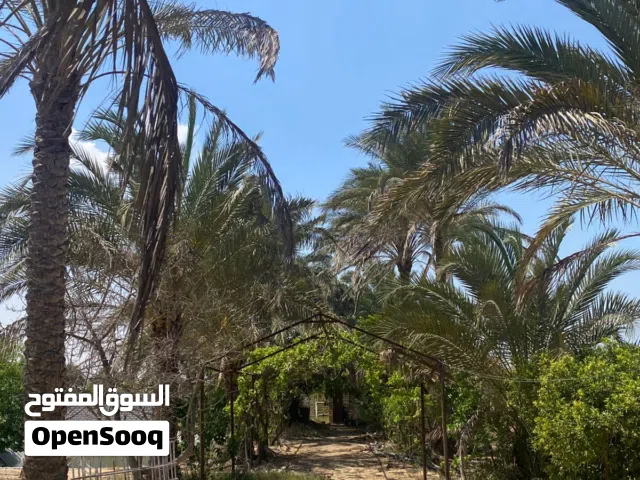 مزرعه 15 فدان بوادي الملاك لقطه بالقرب من القاهره